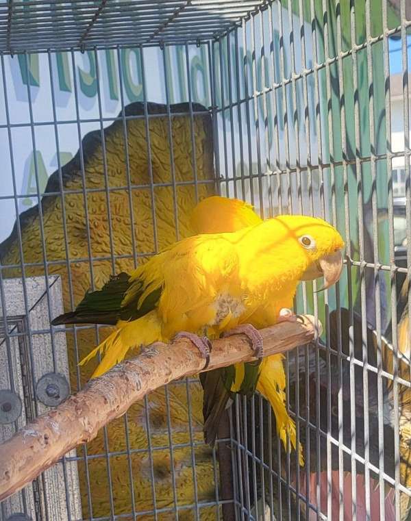 golden-conure-for-sale-in-vista-ca