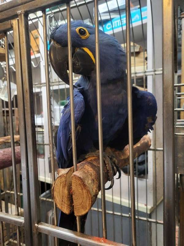 hyacinth-macaw-for-sale-in-vista-ca