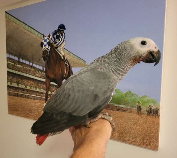 african-grey-parrot-for-sale