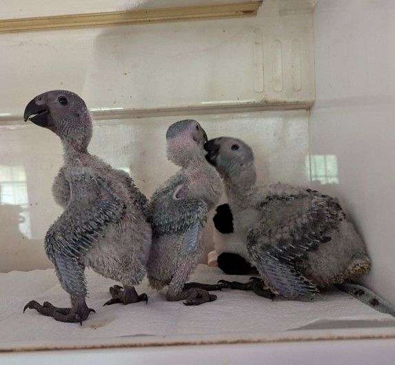 african-grey-parrot-for-sale-in-vista-ca