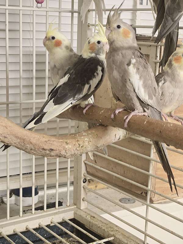 cockatiel-for-sale