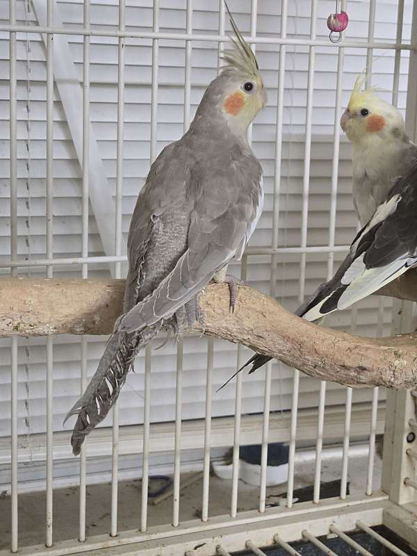 cockatiel-for-sale