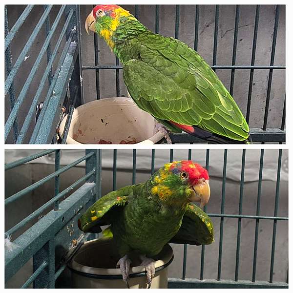 mexican-red-amazon-parrot-for-sale-in-monroe-oh