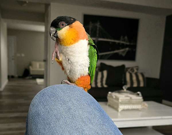 black-headed-caique-for-sale-in-monroe-oh