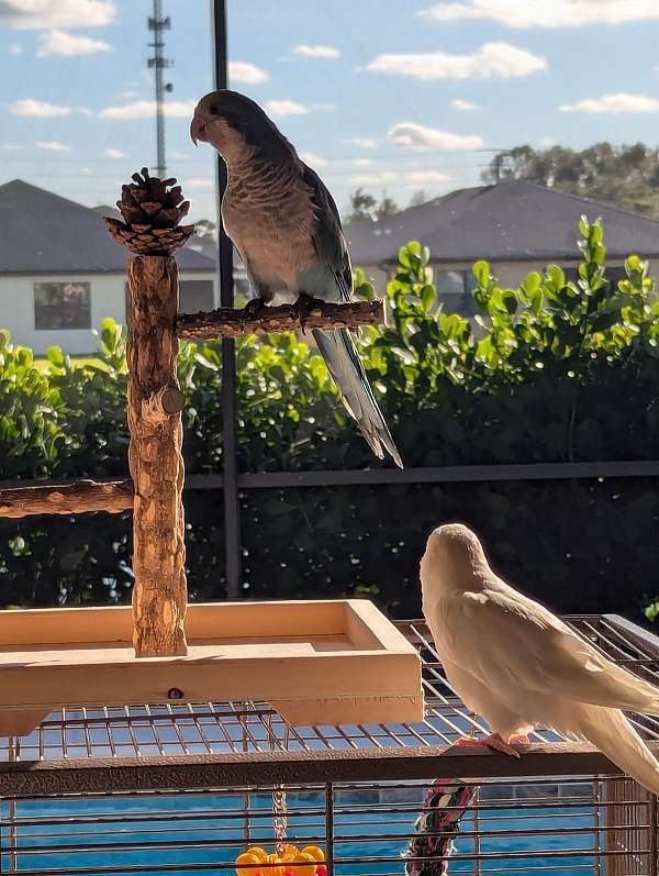 blue-white-bird-for-sale-in-vero-beach-fl