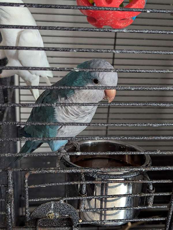 quaker-parrots-for-sale