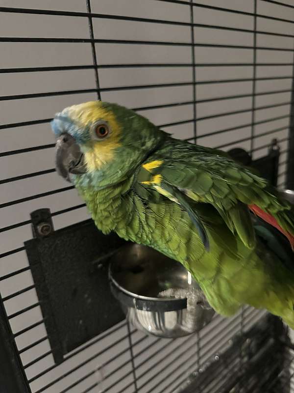 amazon-parrot-for-sale