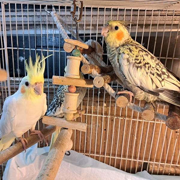 cockatiel-for-sale