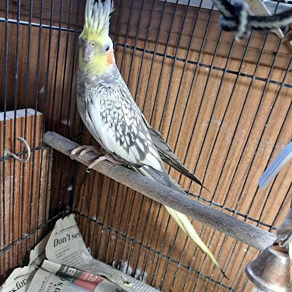 white-cockatiel-for-sale