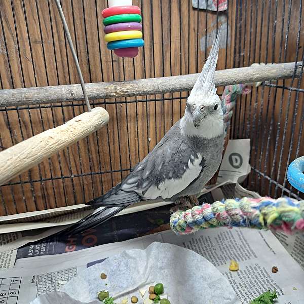 yellow-cockatiel-for-sale