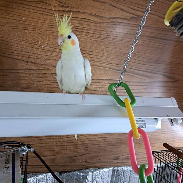 lutino-cockatiel-for-sale