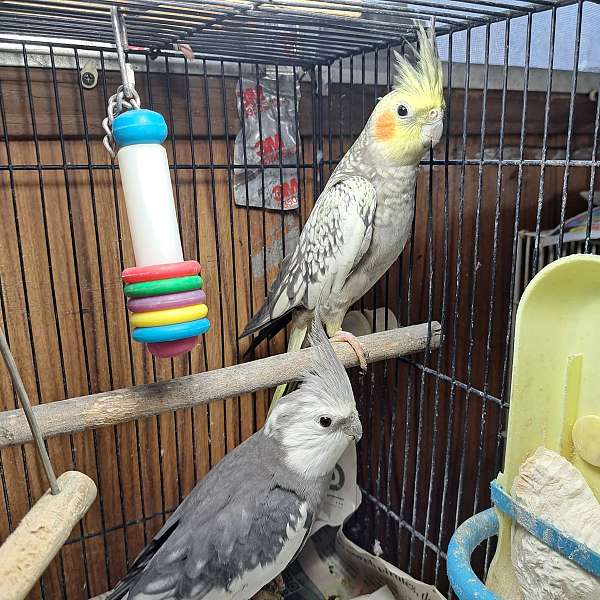 white-cockatiel-for-sale