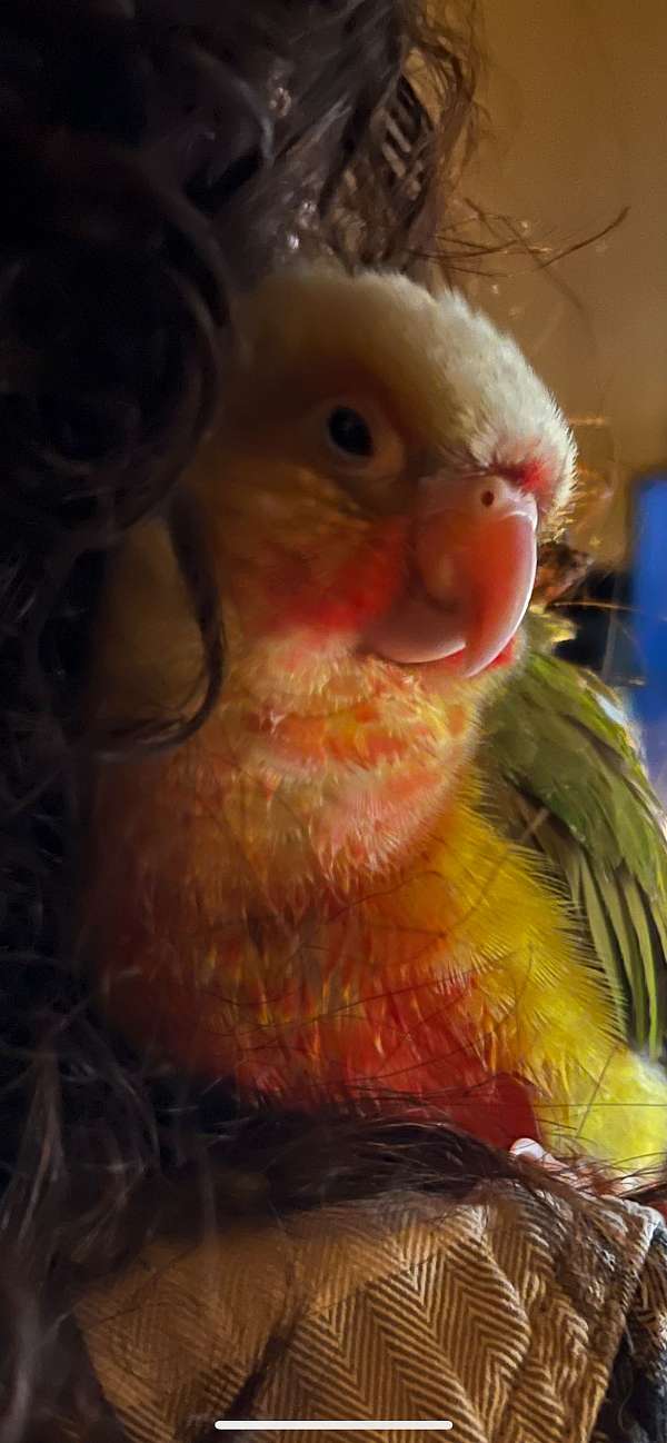 green-cheek-conure-for-sale