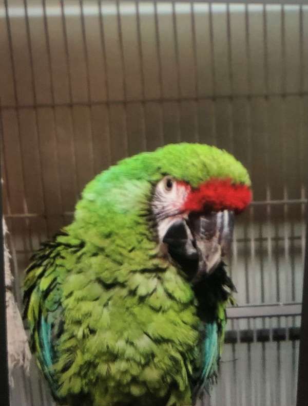 military-macaw-for-sale