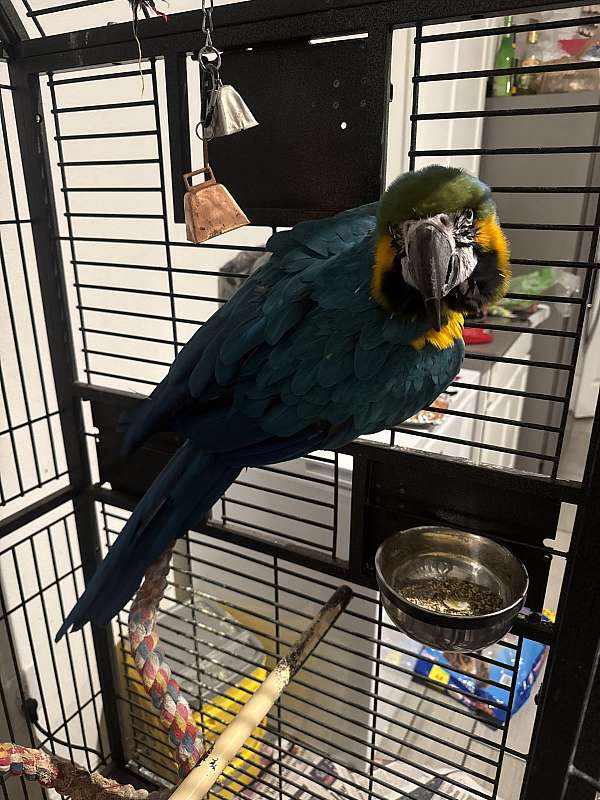 talking-bird-for-sale-in-bradenton-fl