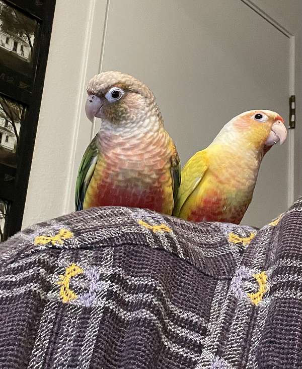 green-cheek-conure-for-sale-in-moorpark-ca