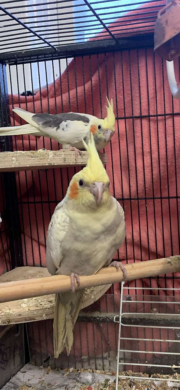 bonded-pair-bird-for-sale-in-schenectady-ny