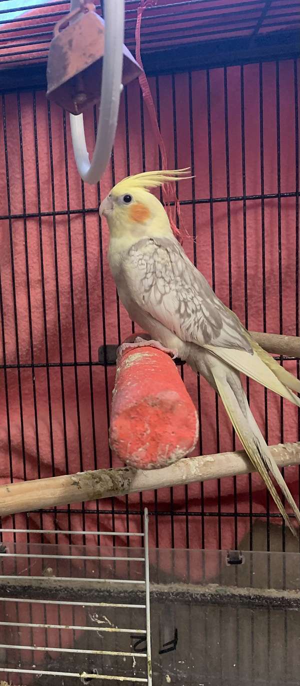 cockatiel-for-sale