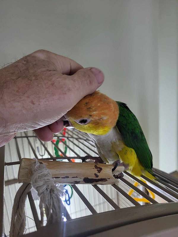 bird-parrot-for-sale-in-ward-ar