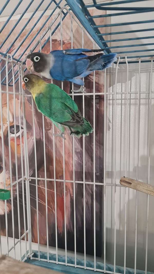 lovebird-for-sale