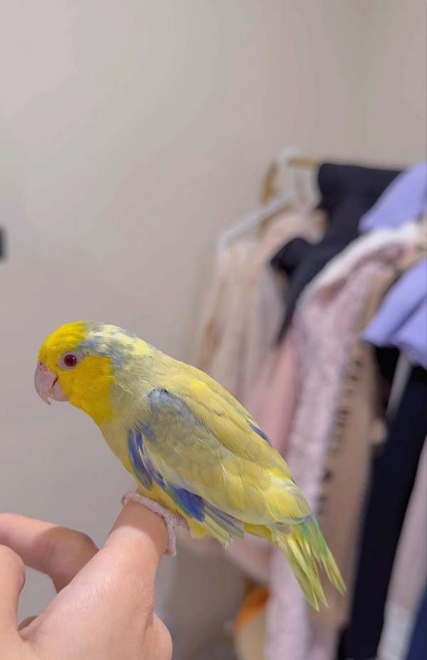 parrotlet-for-sale