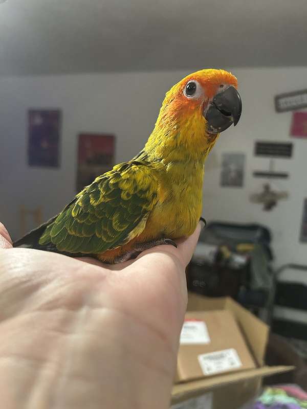 sun-conure-for-sale