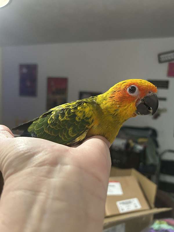 sun-conure-for-sale-in-layton-ut