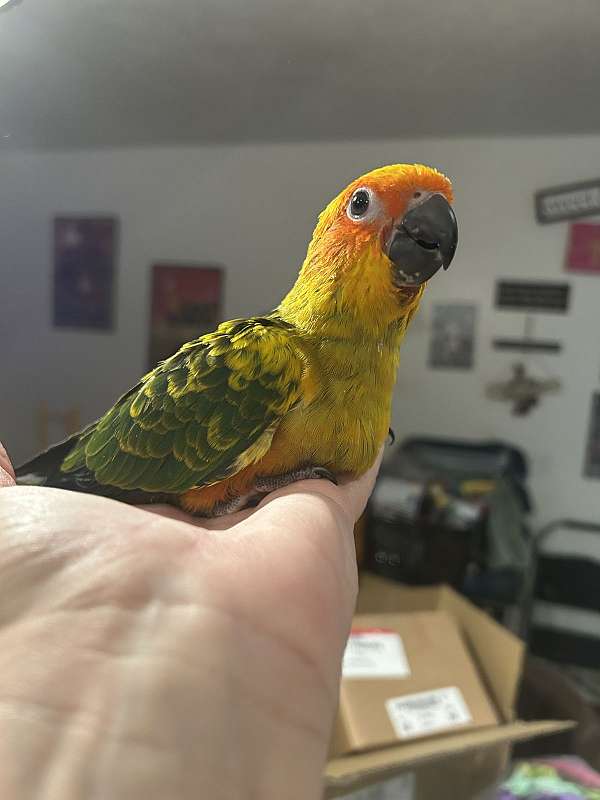 conure-sun-conure-for-sale-in-layton-ut