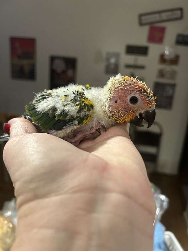 baby-bird