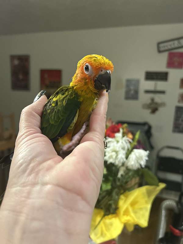 sun-conure-for-sale-in-layton-ut