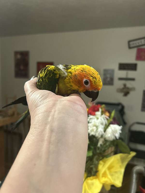 conure-sun-conure-for-sale-in-layton-ut