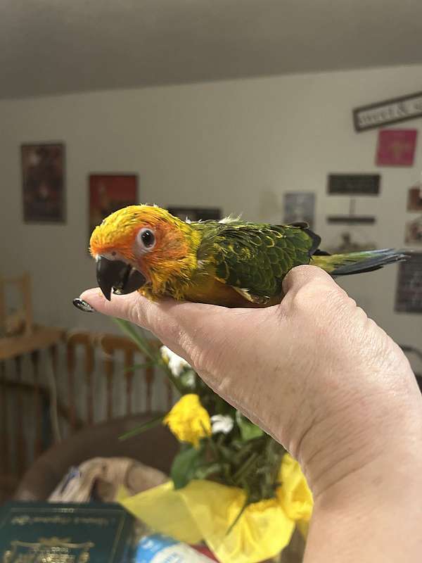 sun-conure-for-sale