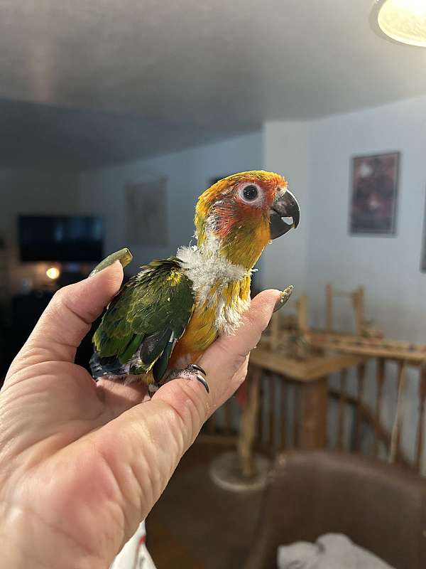 conure-sun-conure-for-sale-in-layton-ut