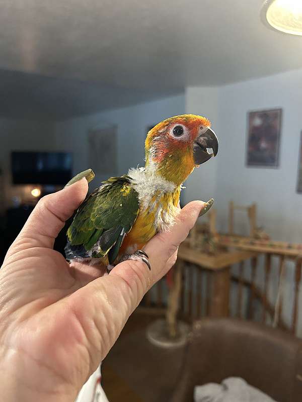 sun-conure-for-sale