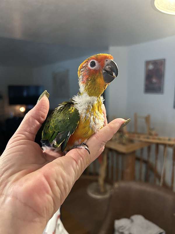 sun-conure-for-sale-in-layton-ut