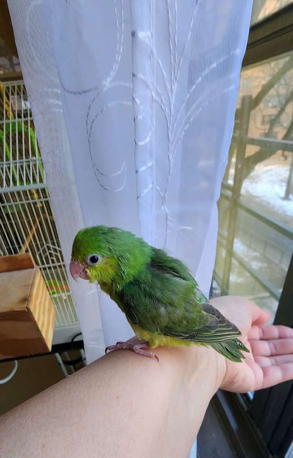 pacific-parrotlet-for-sale