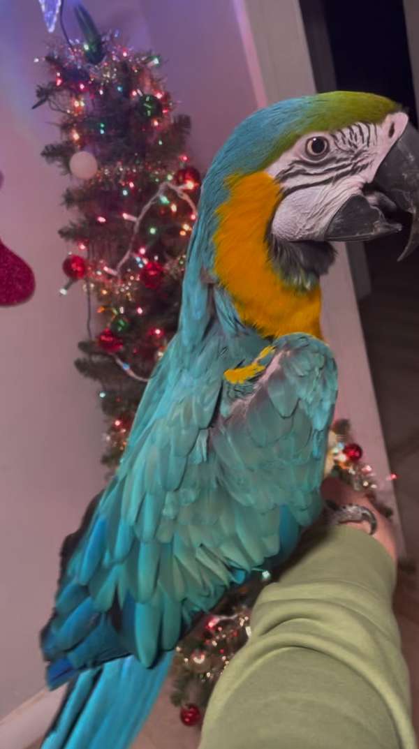 blue-gold-macaw-for-sale