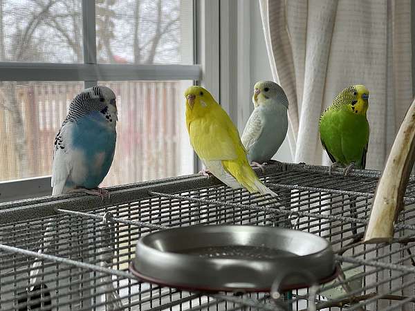 homing-bird-for-sale-in-gainesville-va