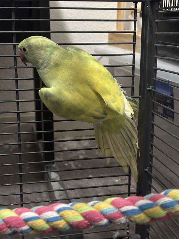 male-bird-for-sale-in-hutto-tx