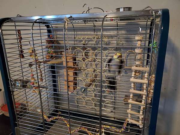 bird-parrot-for-sale-in-denton-tx