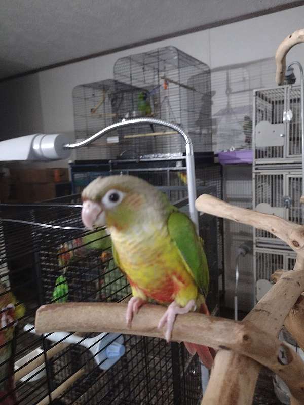 baby-bird-for-sale-in-shepherdsville-ky