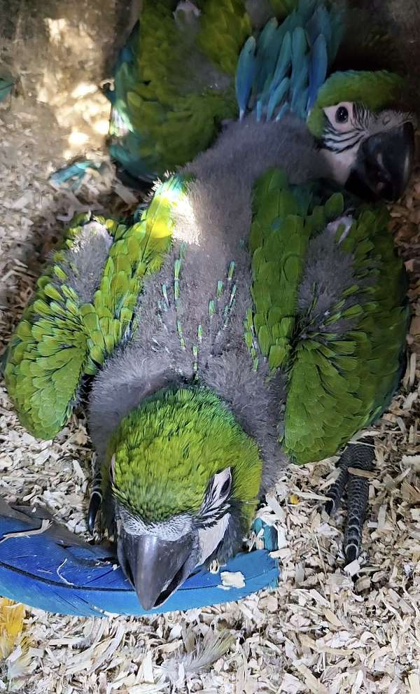 cute-bird-for-sale-in-new-port-richey-fl