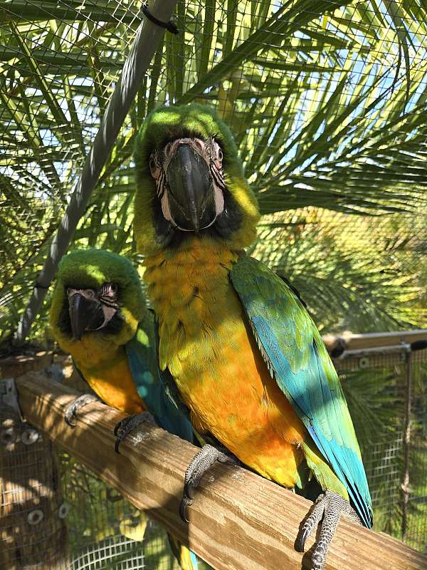 blue-green-bird-for-sale-in-new-port-richey-fl