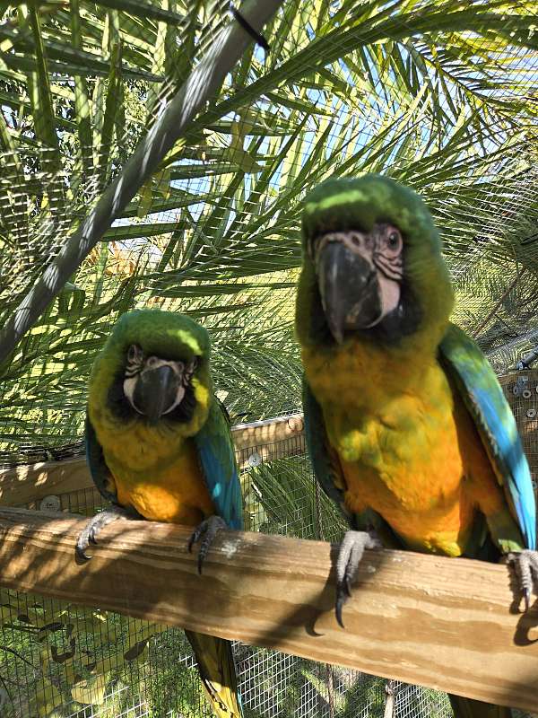 hybrid-macaw-for-sale-in-new-port-richey-fl