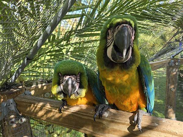 exotic-bird-for-sale-in-new-port-richey-fl