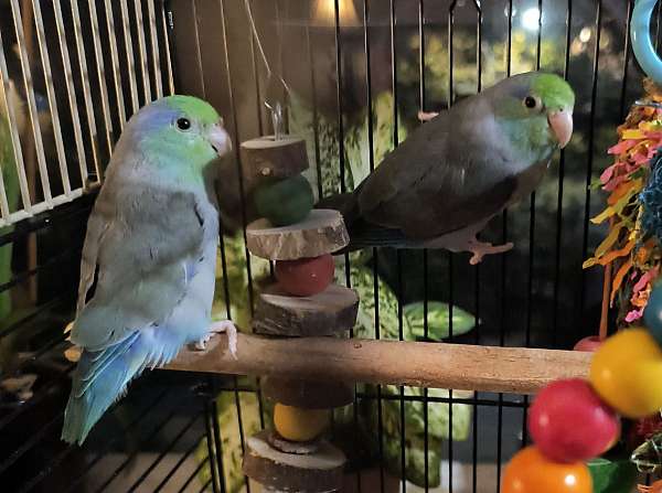 parrotlet-for-sale-in-brockton-ma