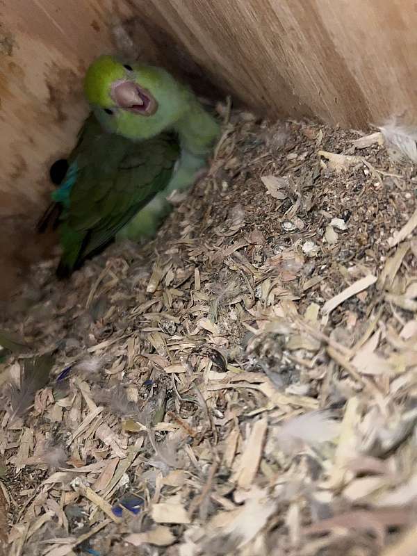 parrotlet-for-sale