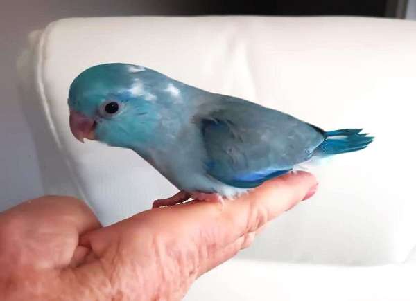 pacific-parrotlet-for-sale-in-braselton-ga