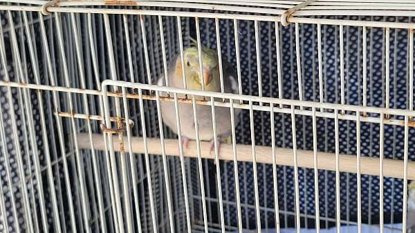 cinnamon-bird-for-sale-in-riverside-ca