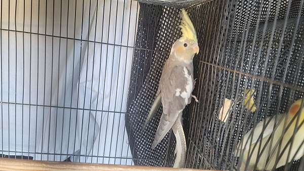 pied-bird-for-sale-in-riverside-ca